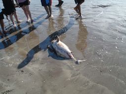 Delfin