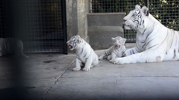 Conocé a los cuatro tigres de bengala que nacieron en Río Negro