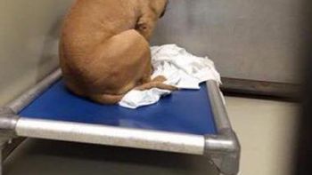 un perro se deprime porque no lo adoptan y ahora solo mira una pared un perro se deprime porque no lo adoptan y ahora solo mira una pared