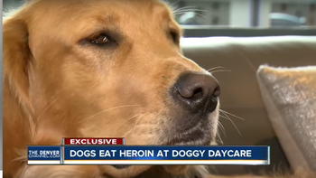 un grupo de perros se intoxico con 17 bolsas de heroina que dejo un narcotraficante un grupo de perros se intoxico con 17 bolsas de heroina que dejo un narcotraficante