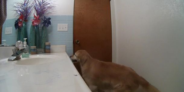 El video de un perro escondiéndose en el baño que es furor