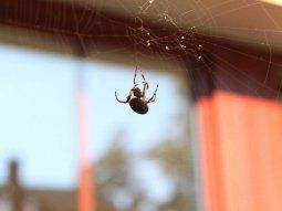 Insólito: un nene se dejó picar por una araña porque quería ser Spiderman
