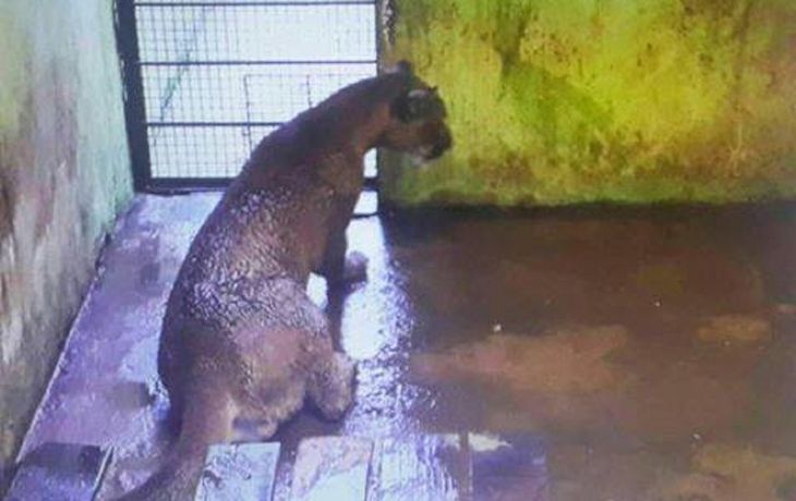 Piden liberar al puma capturado en Cataratas
