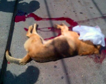 Murió un perro durante una manifestación en Salta