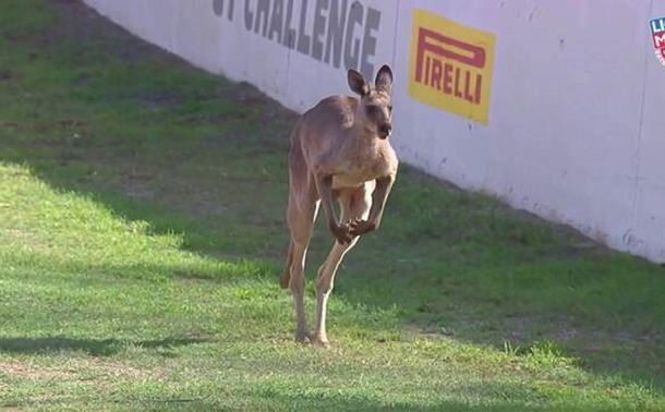 VIDEO: Unos canguros invadieron la pista en una carrera de autos en Australia