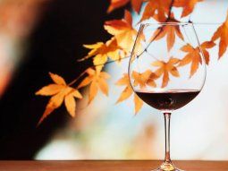 ¿Cuál es el mejor vino tinto para tomar durante el otoño?