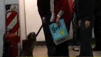 un perro, el culpable de la demora de la linea d de subtes un perro, el culpable de la demora de la linea d de subtes