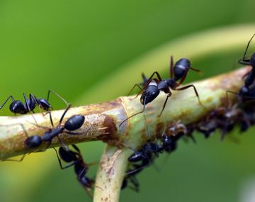 Con estos ingredientes caseros, eliminar las hormigas será una tarea sencilla.