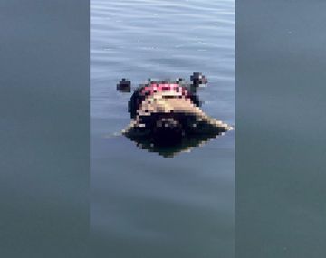 Encontraron un cuerpo flotando en la laguna al lado de la subida de la autopista Buenos Aires-La Plata