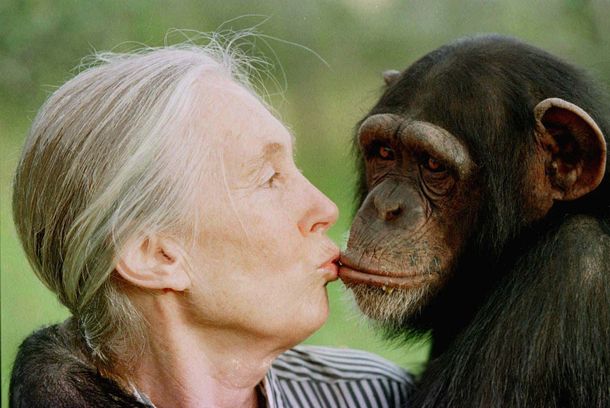Rectángulo Enriquecimiento Canciones infantiles Jane Goodall, la mujer que vivió más de 40 años con monos salvajes