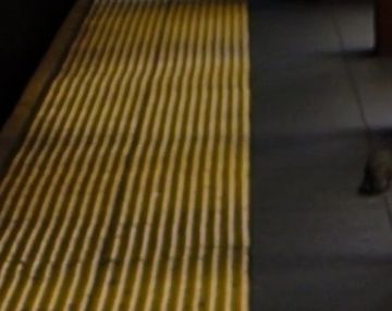 VIDEO: Un periodista graba su pelea con una rata en el subte de Nueva York