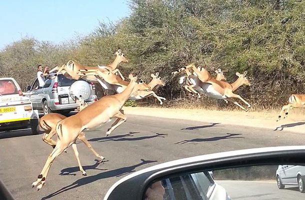 Impala se salva metiéndose en un auto lleno de turistas