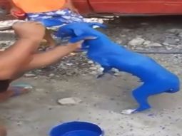 Pintó a su perro de azul porque le dijeron que curaba la sarna: lo detuvieron
