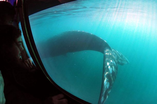 El avistaje se realiza desde Puerto Pirámides