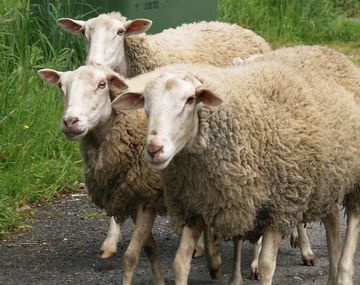 ¿Es posible? Quieren llevar el WiFi a las ovejas