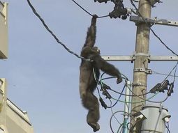 un chimpance se escapo del zoologico y estuvo dos horas colgado de un cable un chimpance se escapo del zoologico y estuvo dos horas colgado de un cable