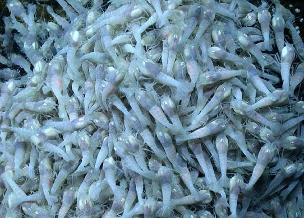 La NASA busca pruebas de vida extraterrestre en el fondo del mar del Caribe