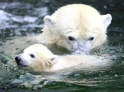 Un cachorro de oso polar en Wilhelma, Alemania