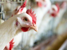 la importacion de carne aviar, porcina y vacuna es record y pone en peligro a productores locales la importacion de carne aviar, porcina y vacuna es record y pone en peligro a productores locales