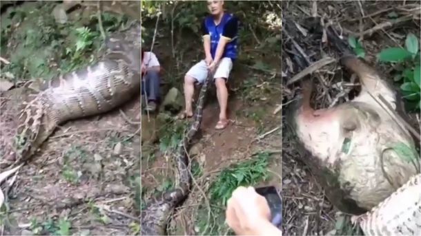 VIDEO: Una pitón de 4 metros se tragó una cabra