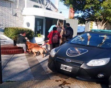 Fallo novedoso y a favor de los animales contra el hombre que atropelló y mató a tres perros en Belgrano