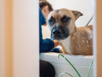 El truco infalible para eliminar el olor a perro de tu casa