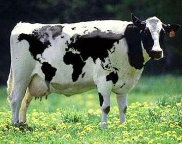 Vaca mundi