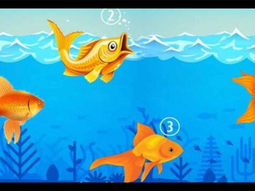 Test viral: el pez que elijas en la imagen revelará cómo te ven los demás