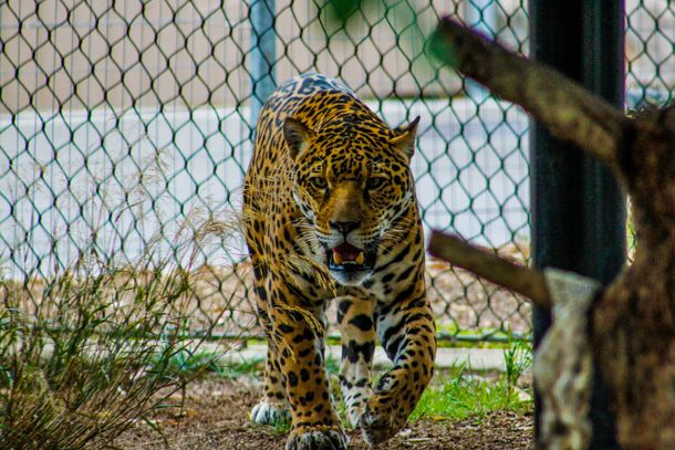 Un jaguar estuvo varias horas perdido tras escaparse del zoológico de Mérida
