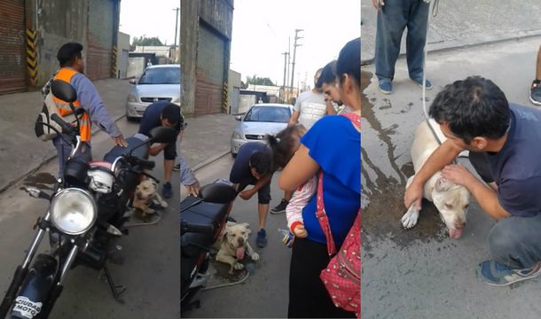 El perro fue rescatado.