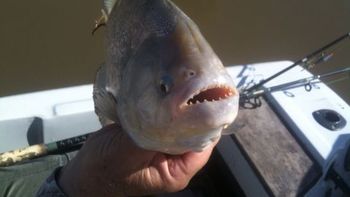 diez personas heridas en un nuevo ataque de palometas diez personas heridas en un nuevo ataque de palometas