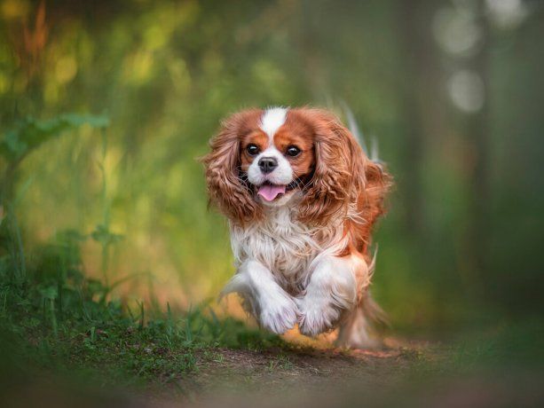 Cavalier King Charles Spaniel