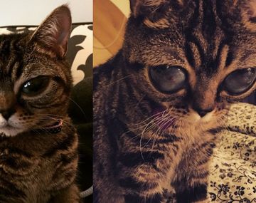 La gatita alienígena copó la web