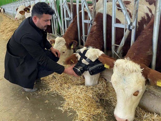 vacas realidad virtual