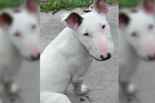 Mar del Plata: amenazaron de muerte a un chico de 13 años para robarle el perro