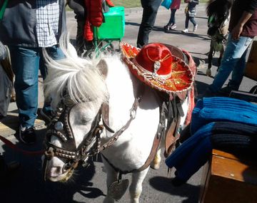Así rescataron a 7 ponys y una llama en una feria de la Ciudad