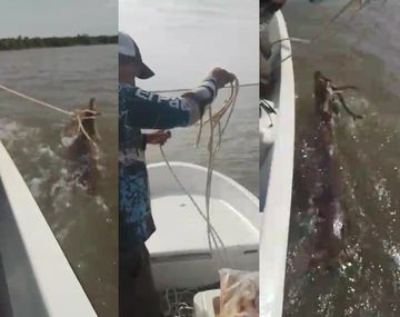 Imágenes sensibles: video indignante de cómo cazan ciervos