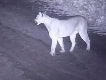 Pánico en un country de Canning por un puma que anda suelto
