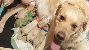 Nació un cachorro de color verde Nació un cachorro de color verde