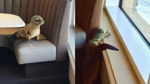 Un león marino bebé decidió desayunar en un restaurante y esto fue lo que pasó