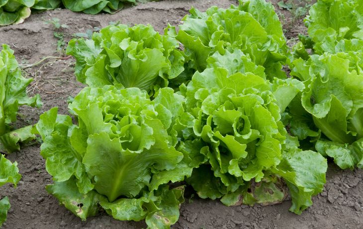 Por una fuerte suba en el precio de la lechuga, recomiendan no consumirla