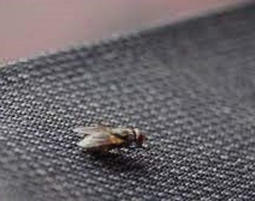 El truco casero para espantar a las moscas de tu casa