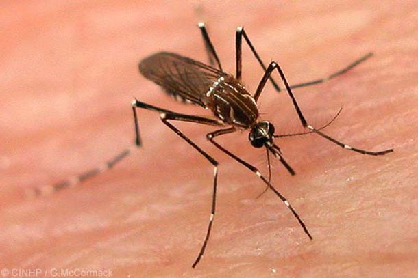 Medicos del Mundo impulsa reunión en Mercosur por avance del dengue