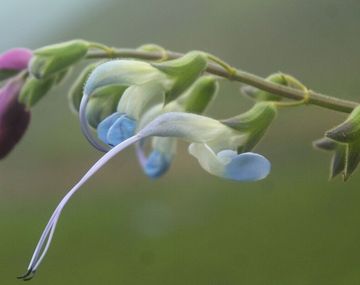 La flor celeste y blanca peruana que disparó como homenaje el nombre científico de Messi.