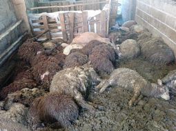Salvaje matanza de animales: una jauría descuartizó dos rebaños de ovejas y cabras