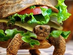 Un hombre intentó viajar en avión con su mascota en un sandwich