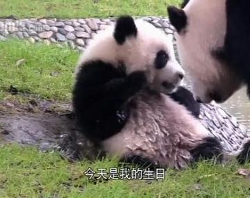 Se emitirá un Gran Hermano de osos panda en China