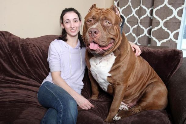 Hulk, el enorme pitbull que pesa 80 kilos y es furor en internet