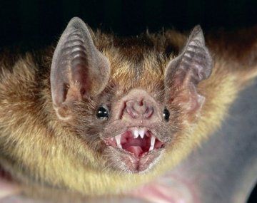 Quilmes: detectan un caso positivo de rabia en un murciélago hallado muerto