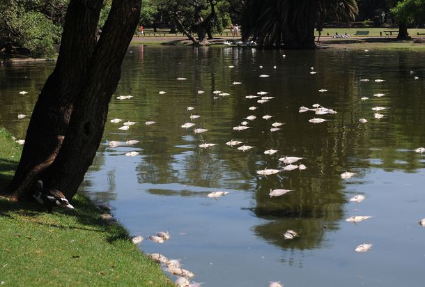 Aparecieron peces muertos en los lagos de Palermo